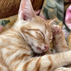 素敵な家族と出会えました♡おてんばな末っ子キャラ♡八重歯のような...