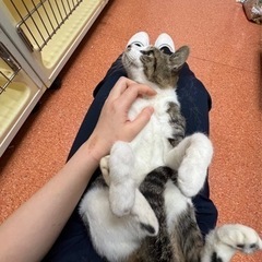 小柄なキジシロ