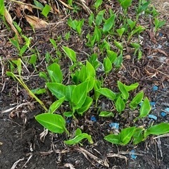 カンナの地下茎(球根)花は黄色です。