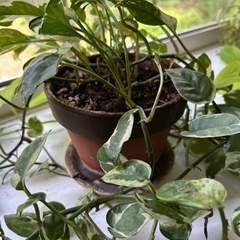 観葉植物（ポトスなど）4鉢の画像