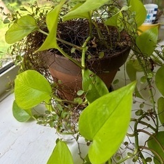 観葉植物（ポトスなど）4鉢