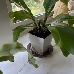 観葉植物（ポトスなど）4鉢の画像