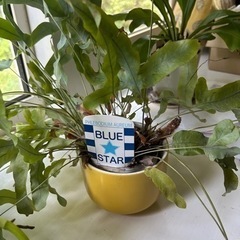 観葉植物（ポトスなど）4鉢の画像