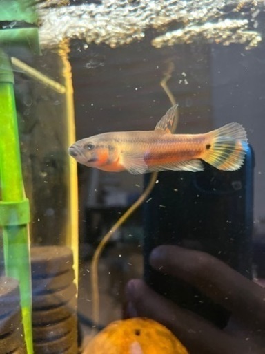 熱帯魚　ベタ　ワイルドベタ　マクロストマ　オスのみ