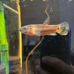 熱帯魚　ベタ　ワイルドベタ　マクロストマ　オスのみの画像