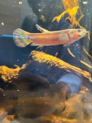 熱帯魚　ベタ　ワイルドベタ　マクロストマ　オスのみ