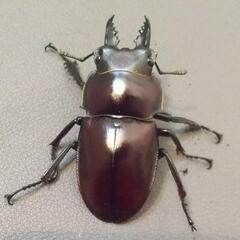 ヤエヤママルバネ  ペア②  死着保証有