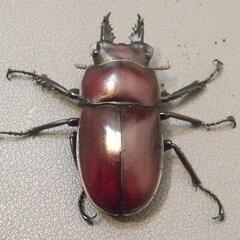 ヤエヤママルバネ ペア ③  死着保証有