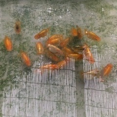 協会系らんちゅう　　新仔当歳魚　複数匹購入可能
