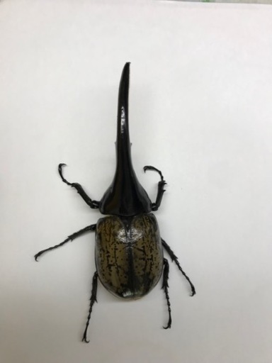 DHヘラクレス オス140mm単品