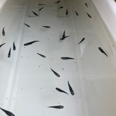 お取引中☆ 黒百式 ☆10匹 (オスメス入れますの画像