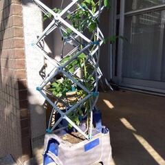小学校で使った観察用植木鉢