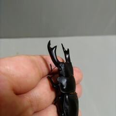 【終了】国産オオクワガタ　　　(アブレイズ)♂65♀43(PA)管理Qの画像