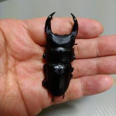 【終了】国産オオクワガタ　　　(アブレイズ)♂65♀43(PA)管理Qの画像