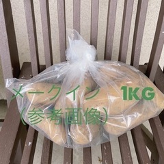 ジャガイモ　じゃがいも　無農薬　野菜
