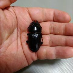 【終了】国産オオクワガタ　　　(アブレイズ)♂65♀43(PA)管理Qの画像