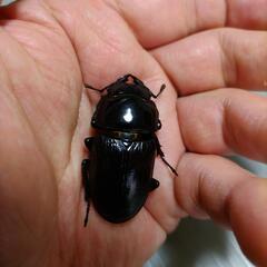 【終了】国産オオクワガタ　　　(アブレイズ)♂65♀43(PA)管理Qの画像