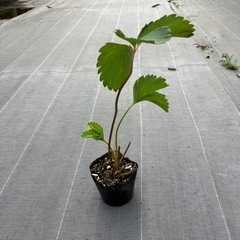 いちご農家が育てた紅ほっぺ苗　１本から販売