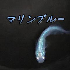 決まりました！マリンブルーメダカ　大きめ稚魚5匹　