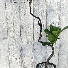 フィカス バンビーノ 曲げ　観葉植物