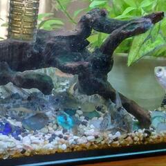 青コリドラス譲りますの画像