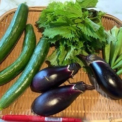 無農薬　あさどれやさいセット4品