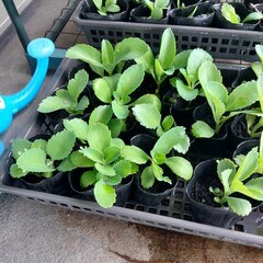子宝草　子株⑧-1  ※受け渡し日指定の画像