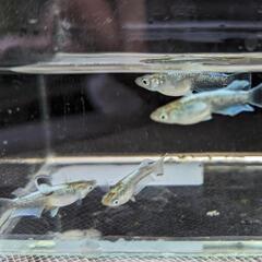 改良メダカ　レッドクリフ、GOD他