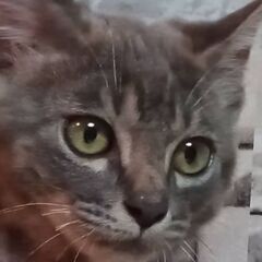 濃いグレーにふんわりキジ模様の女の子
