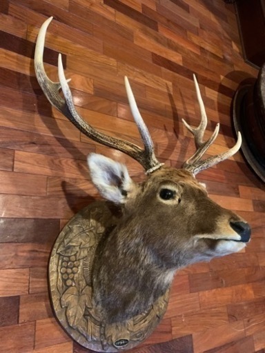 鹿の剥製