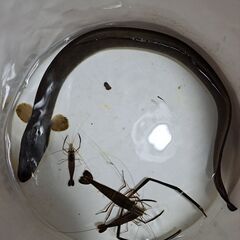 天然ウナギです！