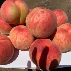 減農薬栽培　山形県東根市産　お待たせしました！訳あり青空娘　桃　1キロ 400円の画像