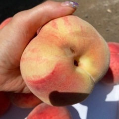 減農薬栽培　山形県東根市産　お待たせしました！訳あり青空娘　桃　1キロ 400円の画像