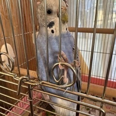 セキセイインコ♀(生後11ヶ月)