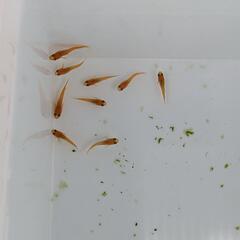 夏休みメダカイベント!!