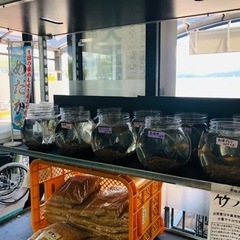 【安曇野市 道の駅】改良メダカ販売中🐟の画像