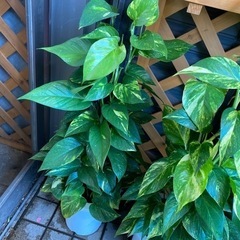 観葉植物ポトスタワー仕立て