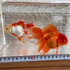 【15匹500円】金魚　オランダ獅子頭　稚魚　の画像