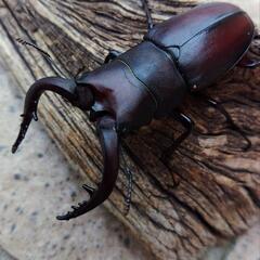 大歯型ノコギリクワガタ♂3♀2