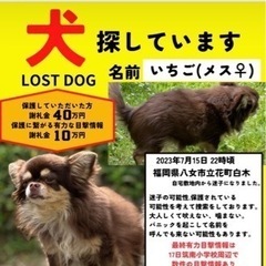 チワワのいちごちゃん！