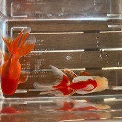 【15匹500円】金魚　オランダ獅子頭　稚魚　の画像