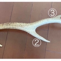 鹿の角　鹿 ツノ 角 つの インテリア 約50cmの画像
