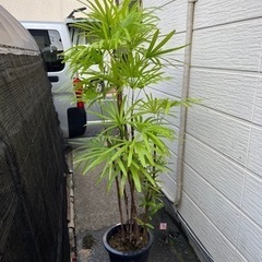 シュロチク※要掘り出し、引き取り限定！