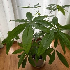 （取引済み）⭐︎特別セール⭐︎観葉植物　パキラの画像