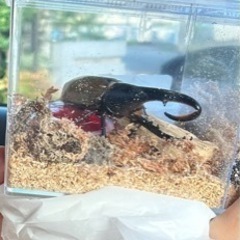 ヘラクレスオオカブトが欲しいです！多くなりすぎて飼えない方や手放...