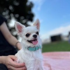 【首輪】Sサイズ　犬首輪　ペット首輪　ドッグ首輪　猫首輪　犬服　犬の服の画像