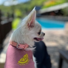 【首輪】Sサイズ　犬首輪　ペット首輪　ドッグ首輪　猫首輪　犬服　犬の服の画像