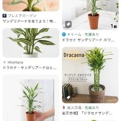 挿し木　管挿し　茎伏せ　サンデリアーナ・ゴールド   水挿し　挿し穂　葉　フラワーアレンジ　ドラセナ サンデリアーナ　茎　ミリオンバンブー　ガーデニング　ハイドロカルチャー　増やせる　フラワーアレンジメント　壁掛け　インテリア　風水　金運　幸運　観葉植物　浄化　癒し　マイナスイオン　会社　インテリア　リビング　ダイニング　オフィス　竹　水耕栽培　の画像