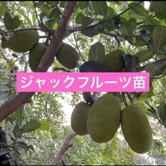 世界最大のフルーツ　ジャックフルーツ苗　の画像