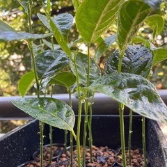 世界最大のフルーツ　ジャックフルーツ苗　